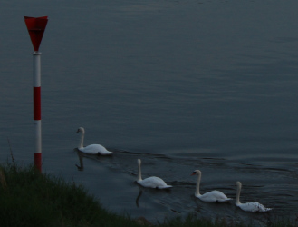 Kurpfalzbrücke Mannheim - Noemi Nielebock