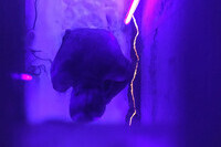 Die Schächte des Lichts | Süsse Träume